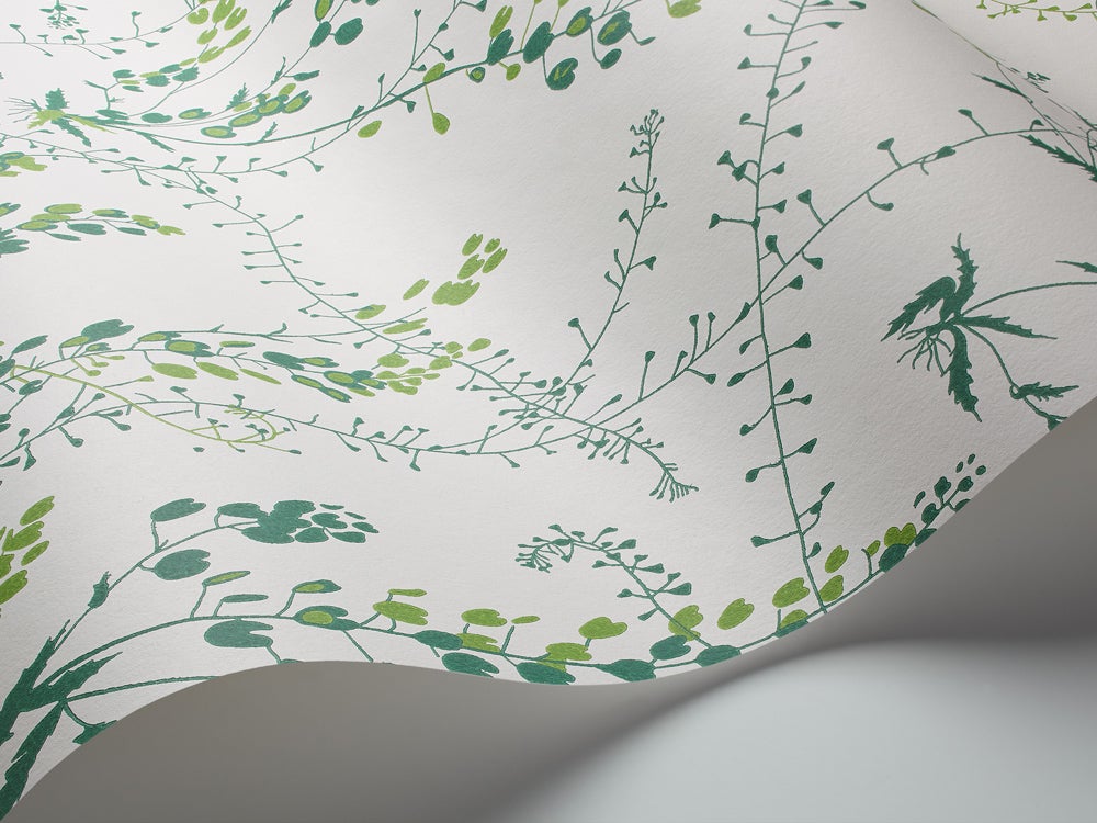 Bladranker, vit/grön